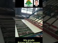 Ukuran Seluruh Rotary Birch Veneer Ketebalan 0,5mm ukuran 2600*1300mm untuk mix grade