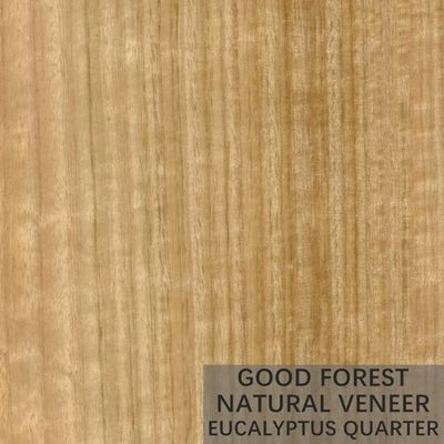 Veneer Kayu Eukaliptus Alami Populer Kayu Lapis Veneer Butir Vertikal