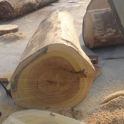 Recon Ash Wood Veneer Sheets Warna Kuning Quarter Cut WA-H5061Q Untuk Pintu / Angin