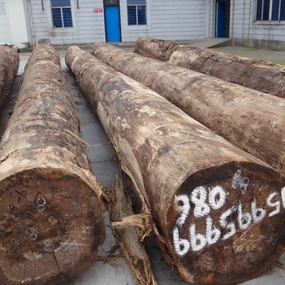 Rekonstitusi Dekorasi Rekayasa Putih Oak Kayu Veneer 28S Straight Grain Board