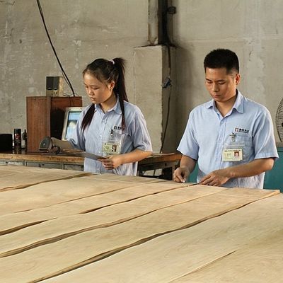 Double Color American Natural Poplar Wood Veneer Flat Cut Crown Untuk Kayu Lapis Mewah