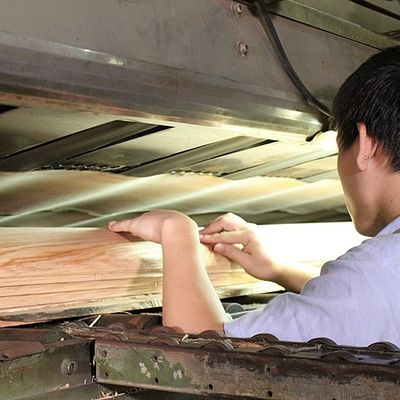 Double Color American Natural Poplar Wood Veneer Flat Cut Crown Untuk Kayu Lapis Mewah