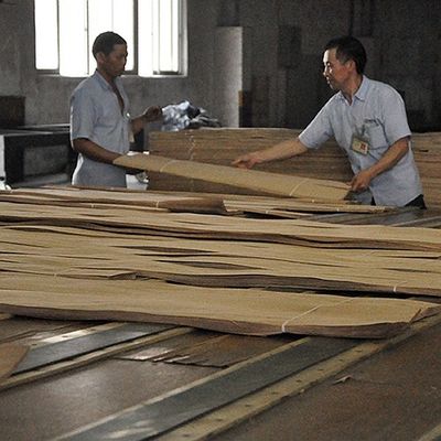 Artificial Wood Veneer of Golden Tree Ring 0.30mm G.TR-X3388 Slice Cut Untuk Wajah Kabinet