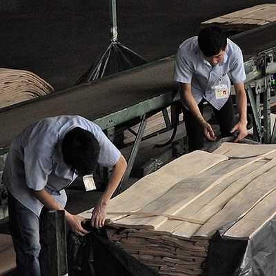 Tulip American Natural Poplar Wood Veneer Flat Cut Crown White For Doors