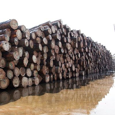 Pommele Grain Africa Natural Bubinga Wood Veneer 0.5mm Untuk Alat Musik