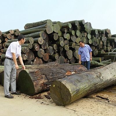 Africa Natural Koto Wood Veneer Quarter Cut Straight Grain Kualitas Bagus Untuk Proses Pencelupan Dapat Disesuaikan