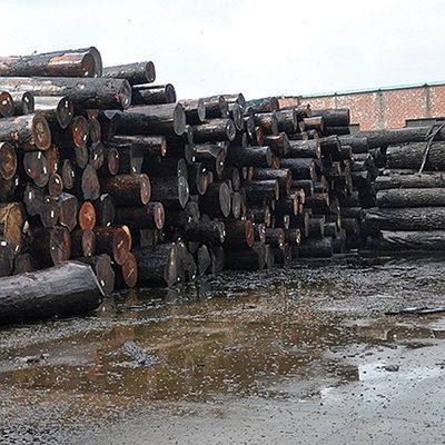 Dekorasi Natural Walnut Wood Veneer Burl Grain Yang Sangat Baik Untuk Pembuatan Furnitur Kelas Tinggi FSC China Manufacturer