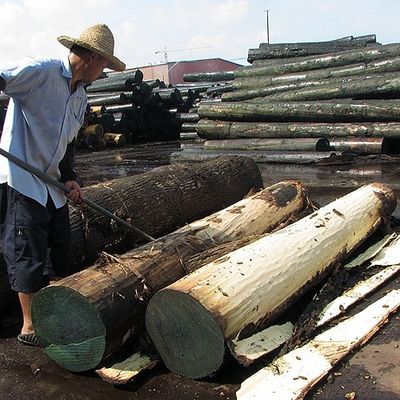 Pommele Grain Africa Natural Bubinga Wood Veneer 0.5mm Untuk Alat Musik