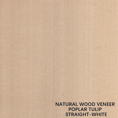 Veneer Kayu Poplar Alami Warna Putih Lurus Amerika Untuk Kayu Lapis / Pintu Mewah