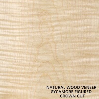 Eropa Natural Sycamore Wood Veneer Flat Cut Crown Cut Tebal 0.5mm Untuk Sekarat Dan Kabinet